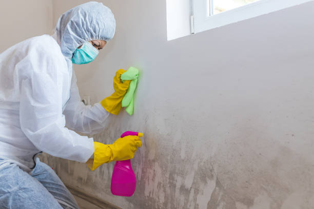 Why You Should Choose Our Mold Remediation Services in Ballinger, TX